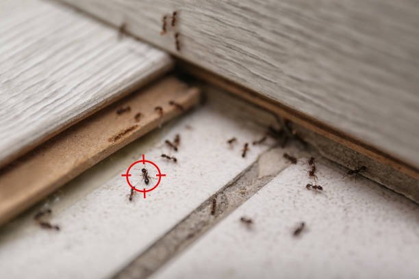Best Emergency Pest Control  in Dock Junction, GA