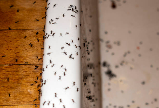 Best Best Pest Control Companies  in Dock Junction, GA